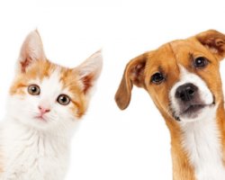 Cani e Gatti possono contrarre la COVID-19? Facciamo chiarezza…